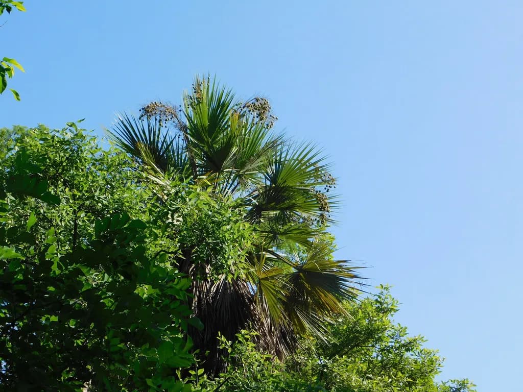 Botanical specimen of Brahea Aculeata.
