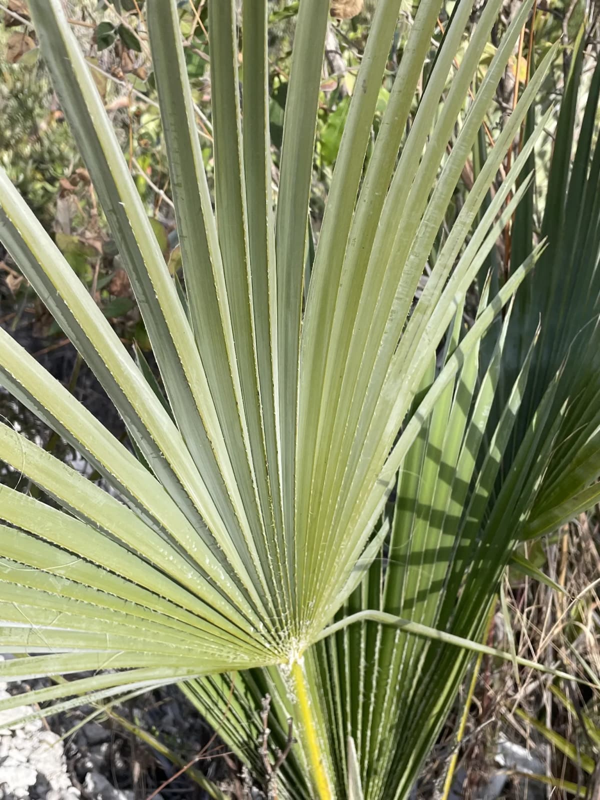 Botanical specimen of Brahea Bella.