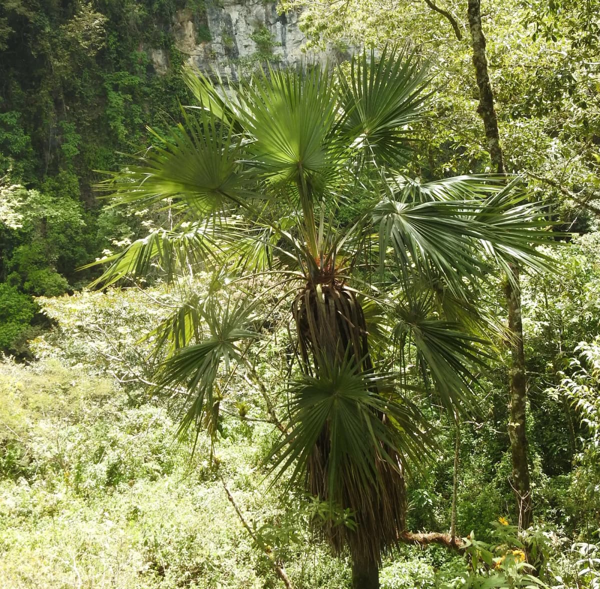 Botanical specimen of Brahea Bella.