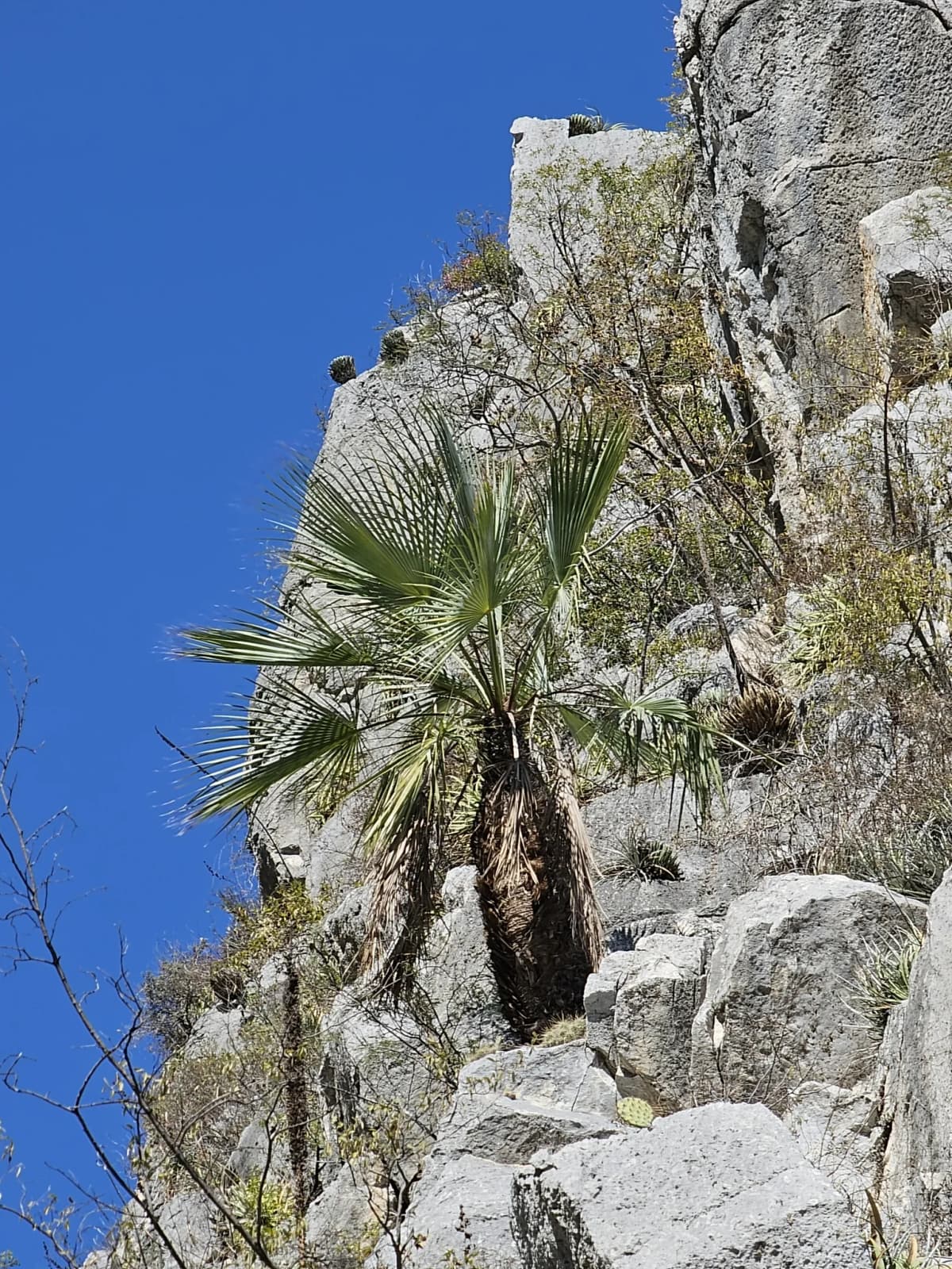 Botanical specimen of Brahea Bella.