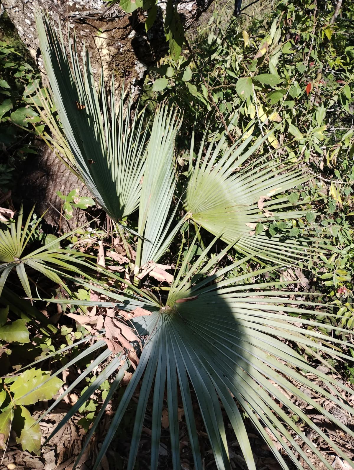 Botanical specimen of Brahea Bella.