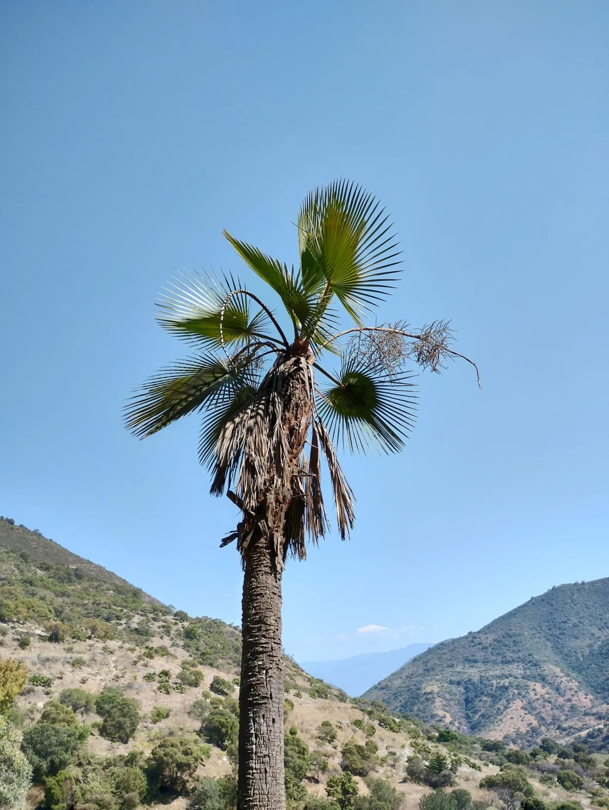 Botanical specimen of Brahea Bella.