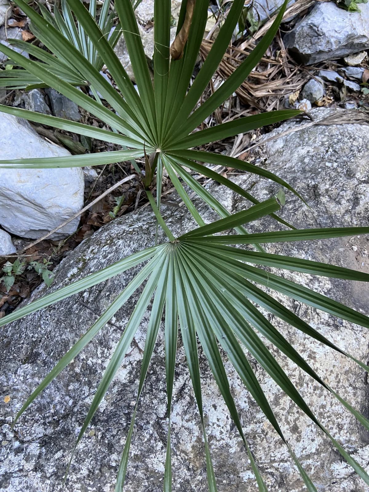 Botanical specimen of Brahea Bella.