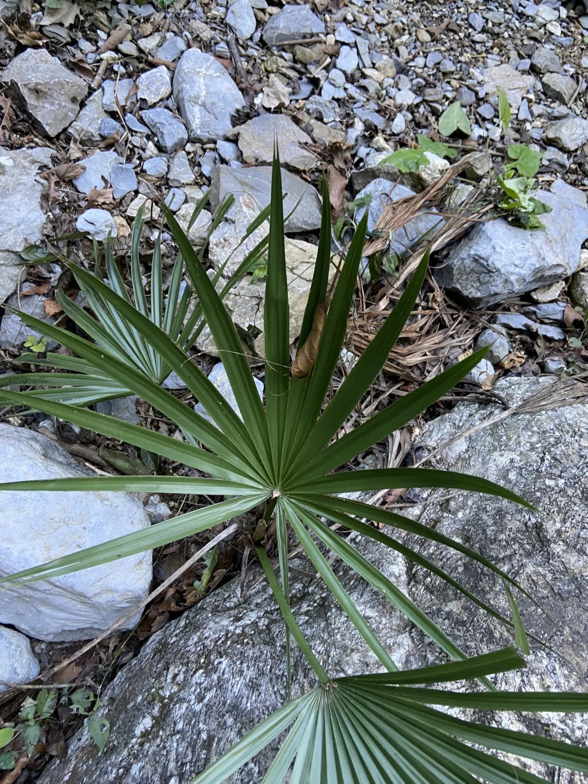 Botanical specimen of Brahea Bella.