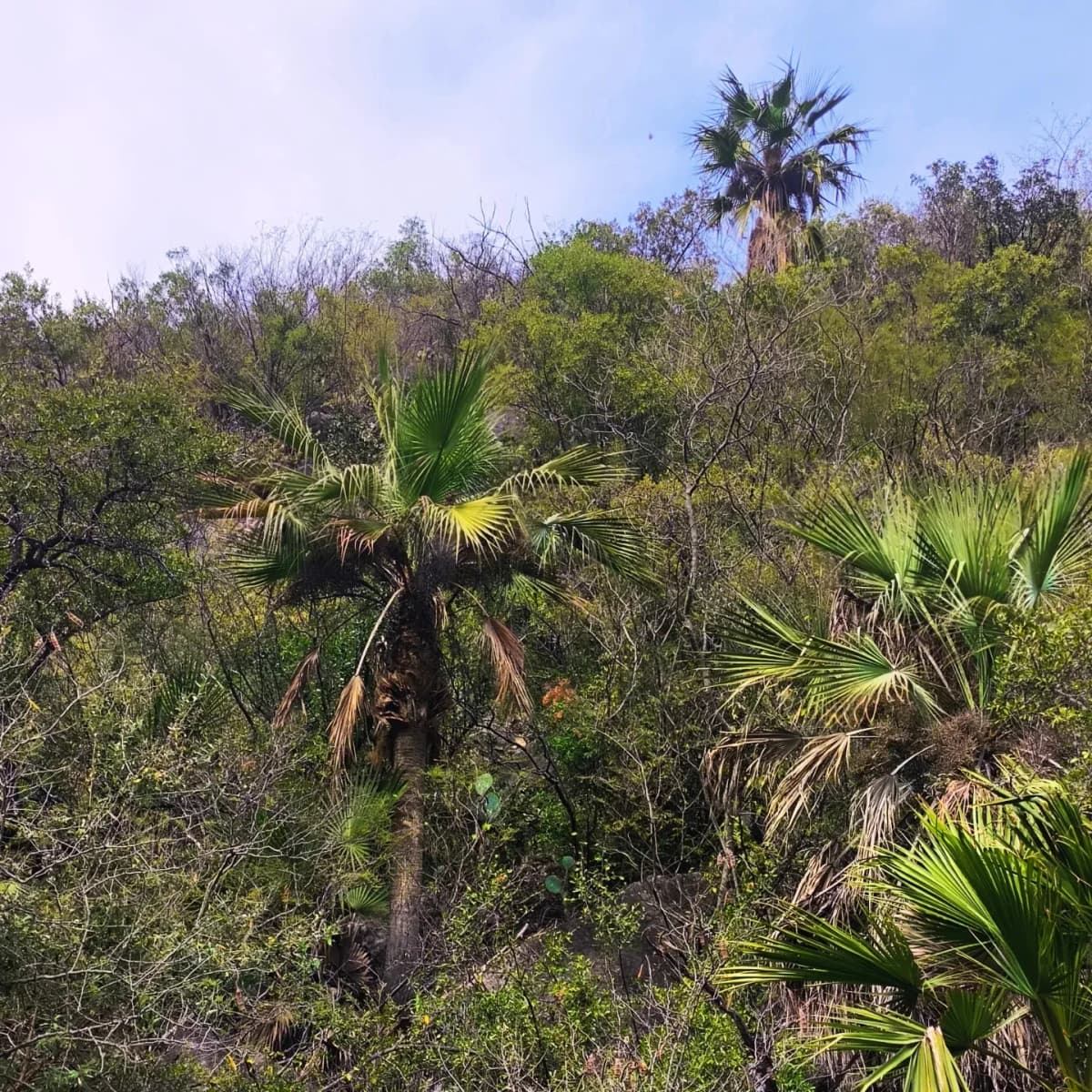 Botanical specimen of Brahea Bella.