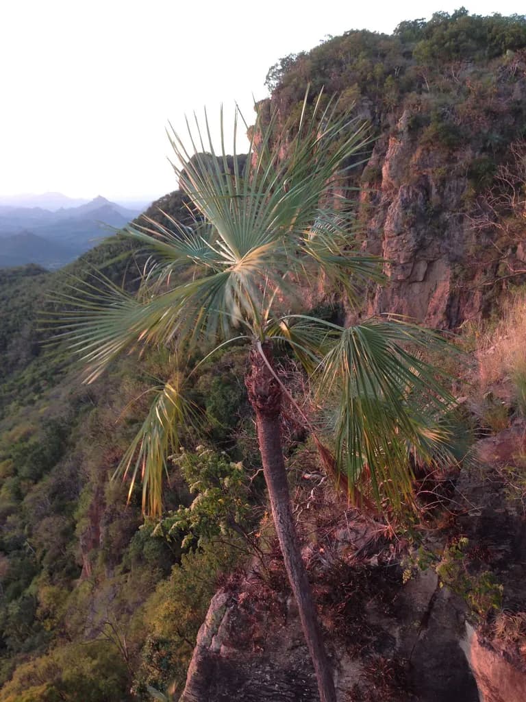 Botanical specimen of Brahea Calcarea.