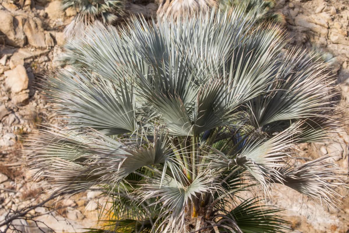 Botanical specimen of Brahea Clara.