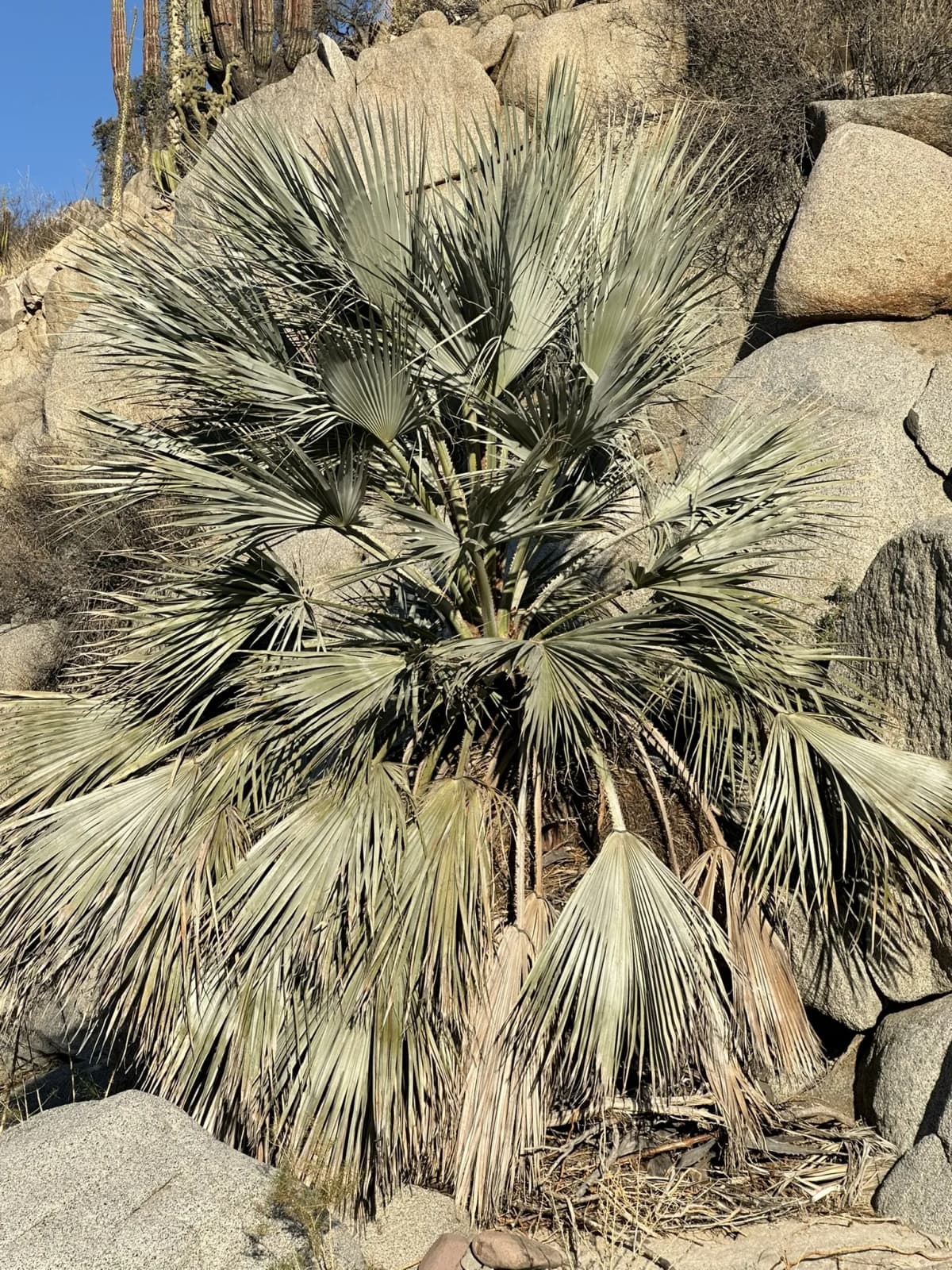 Botanical specimen of Brahea Clara.