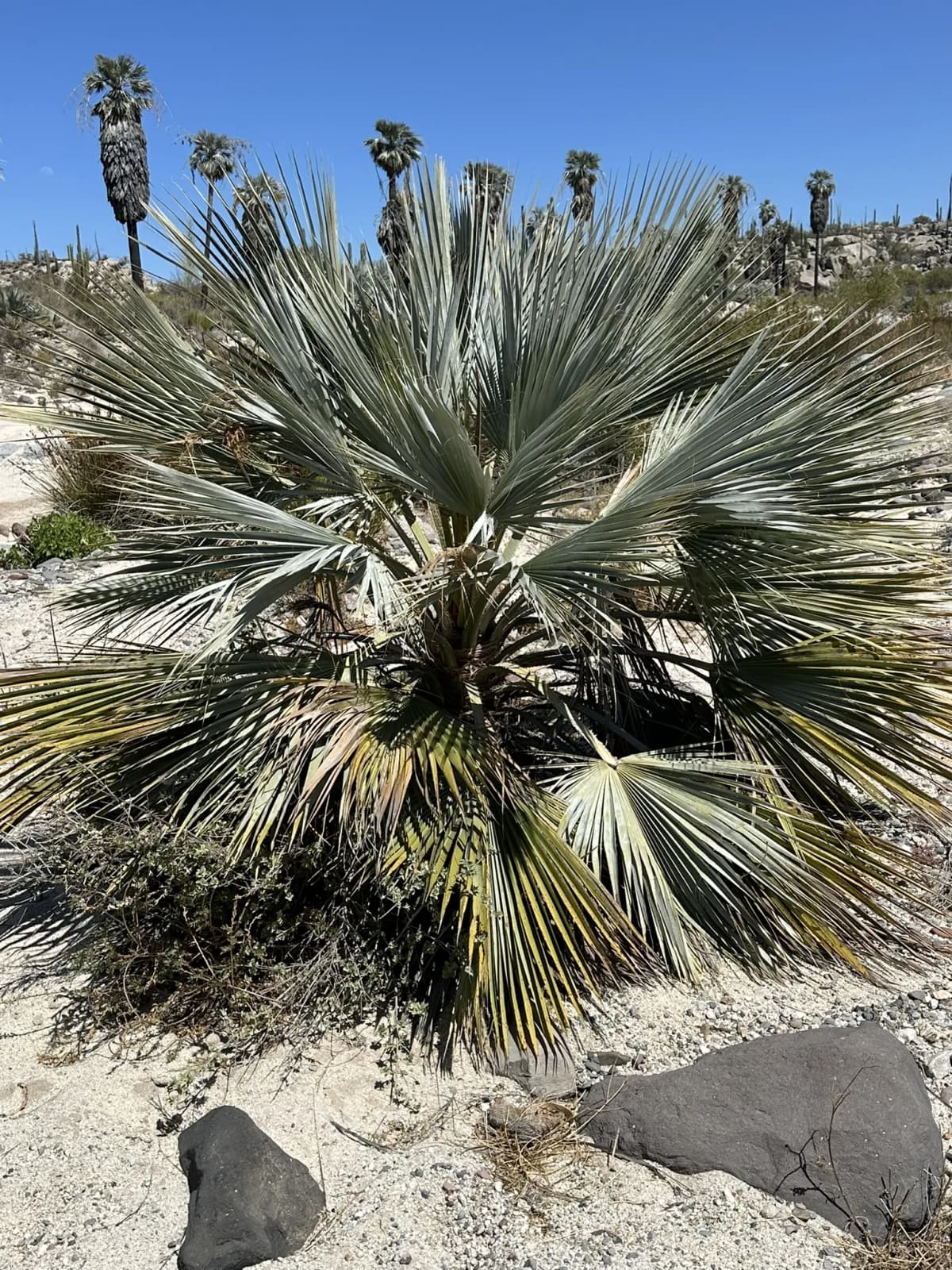 Botanical specimen of Brahea Clara.