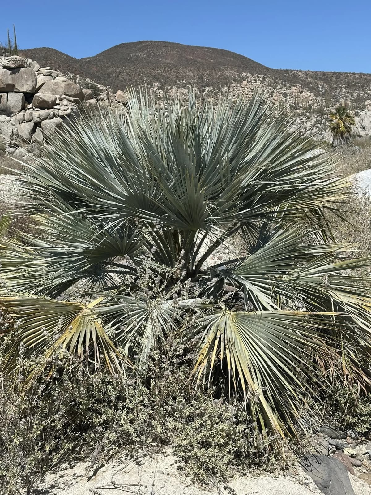 Botanical specimen of Brahea Clara.