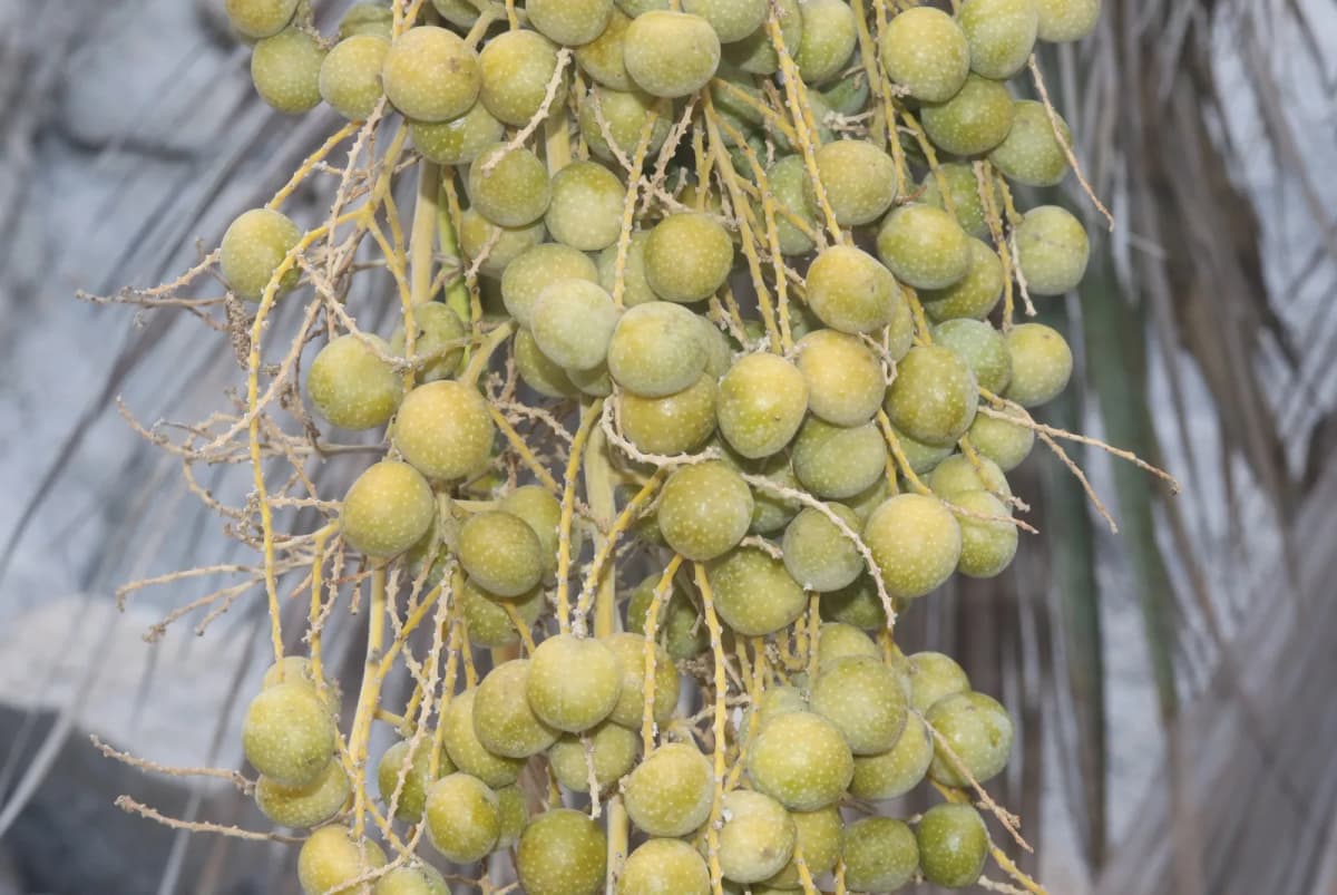 Botanical specimen of Brahea Clara.
