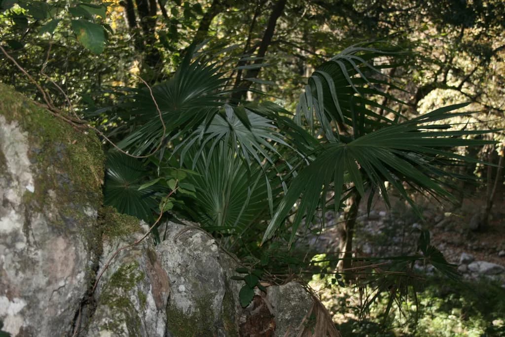 Botanical specimen of Brahea Moorei.