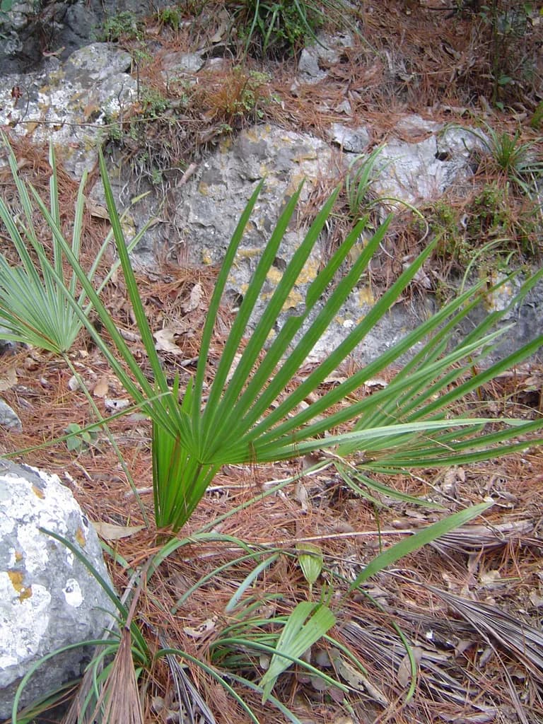 Botanical specimen of Brahea Moorei.