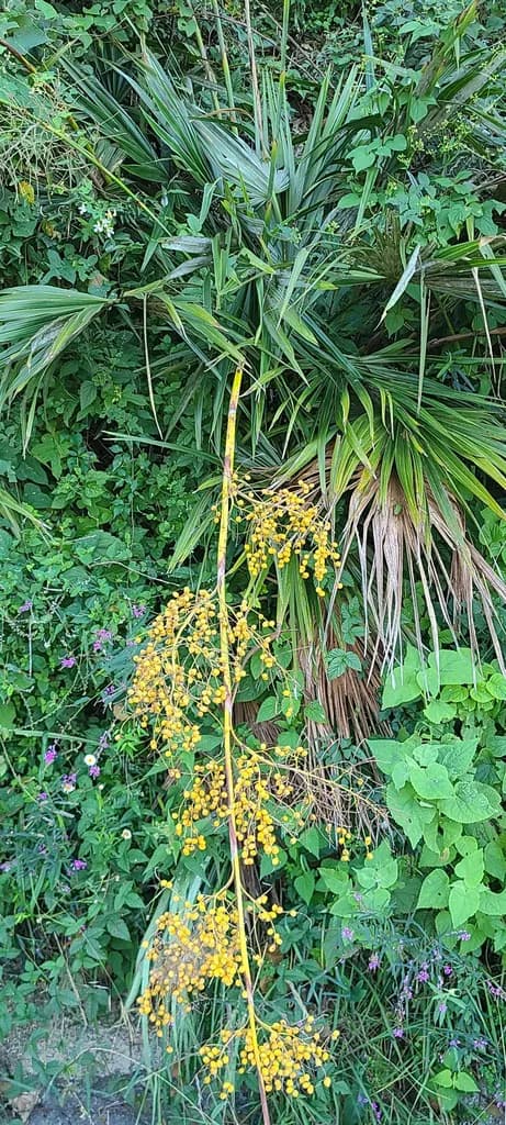Botanical specimen of Brahea Moorei.