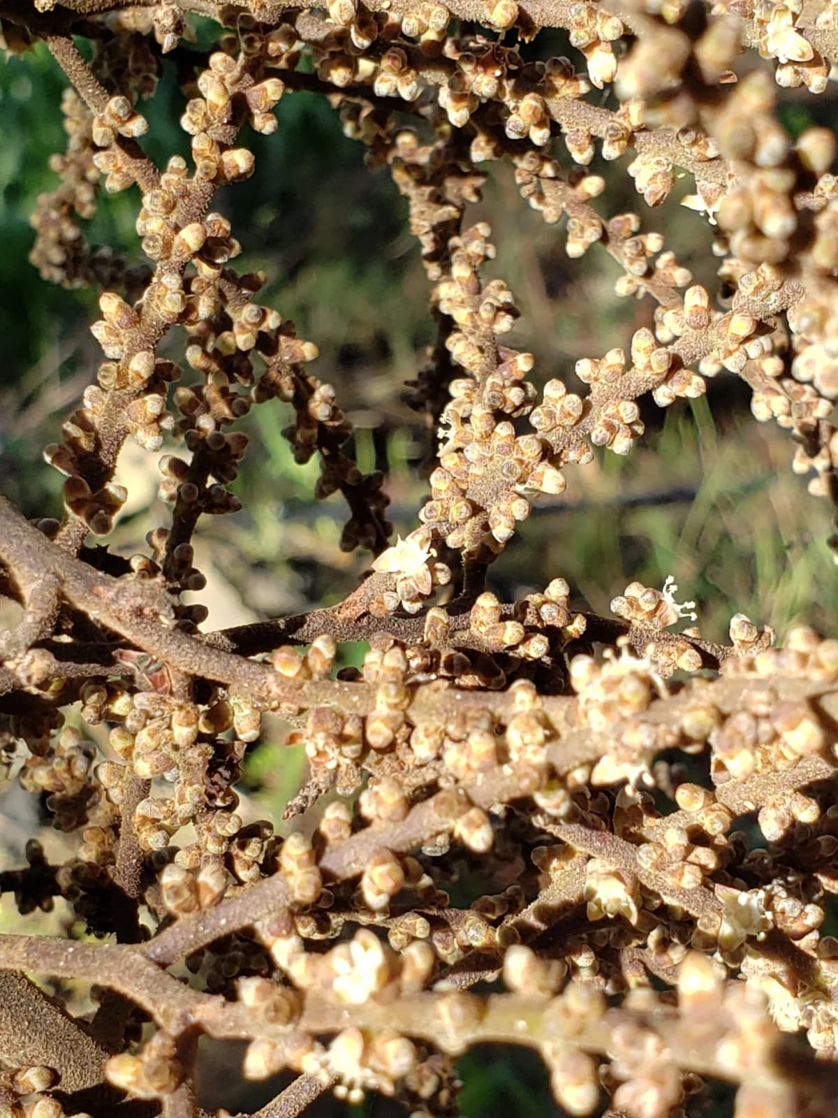 Botanical specimen of Brahea Pimo.