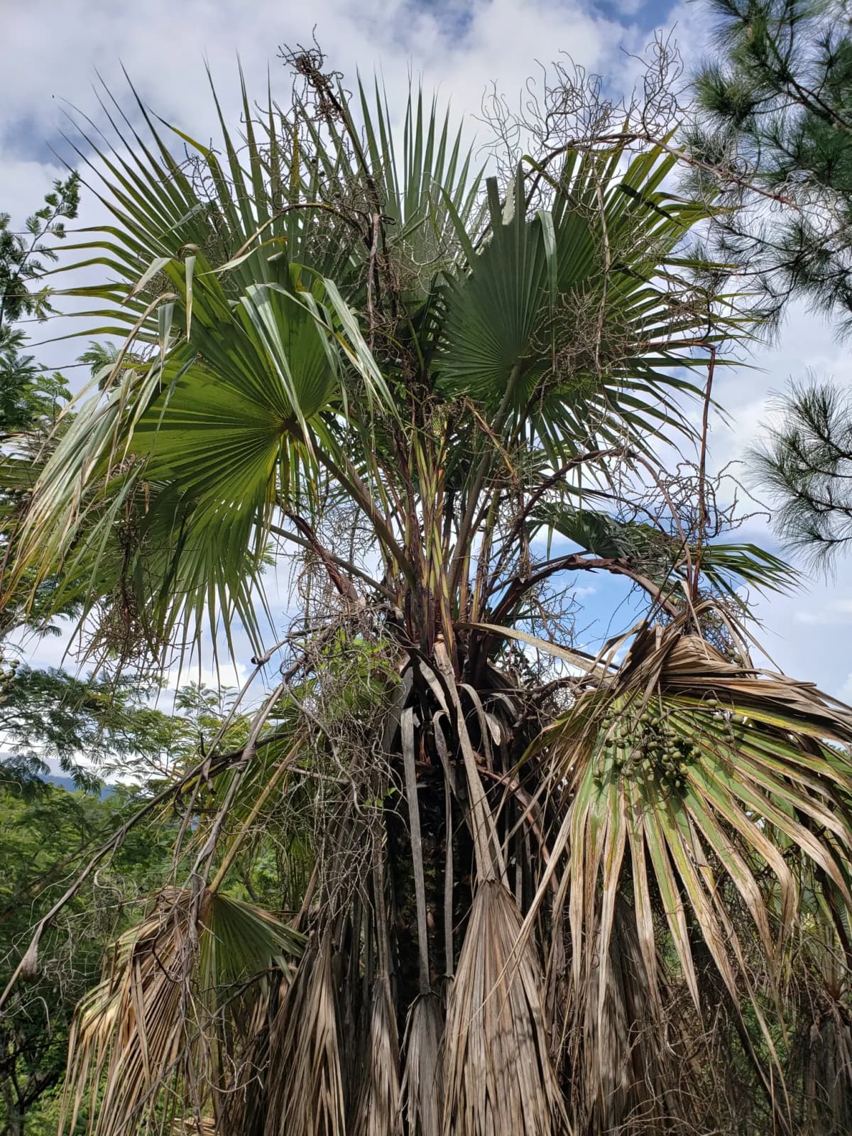 Botanical specimen of Brahea Pimo.