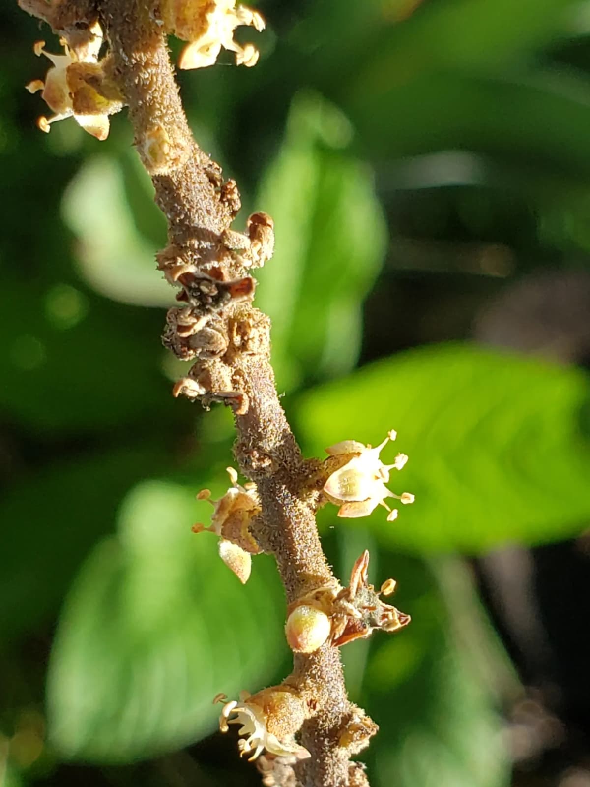 Botanical specimen of Brahea Pimo.