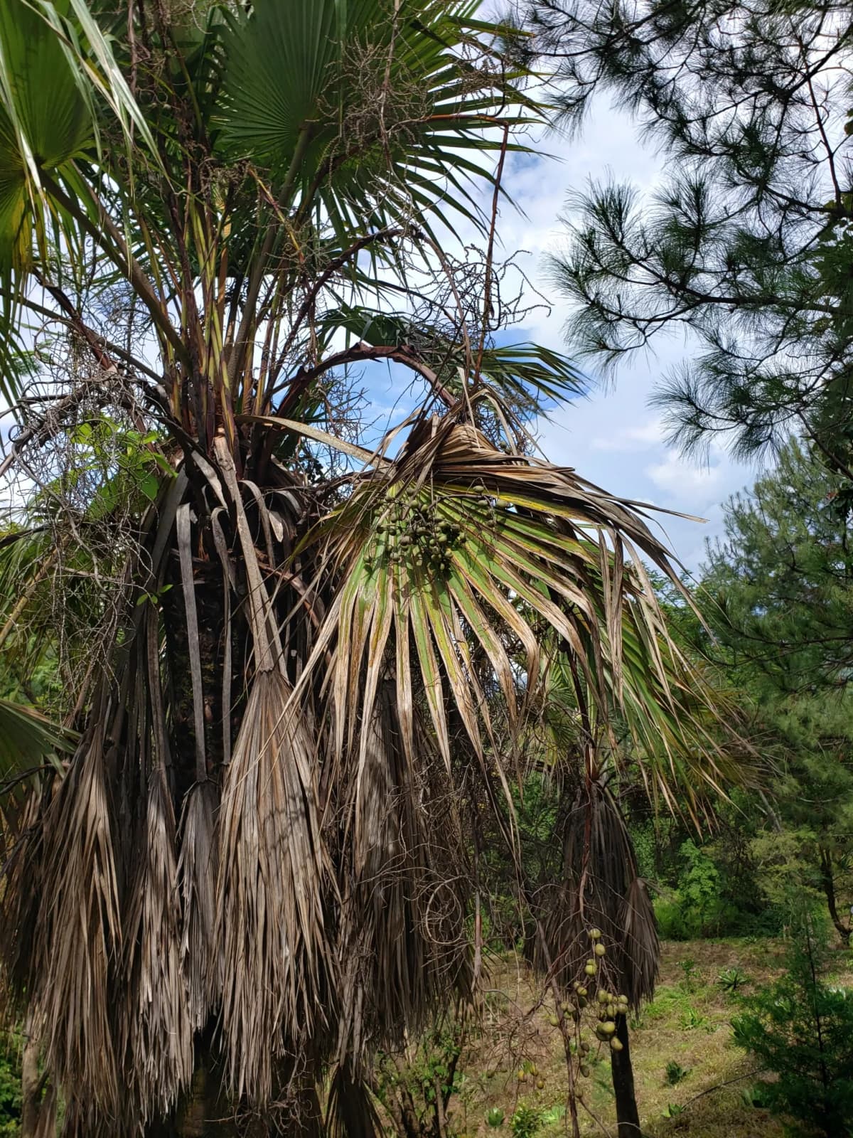 Botanical specimen of Brahea Pimo.