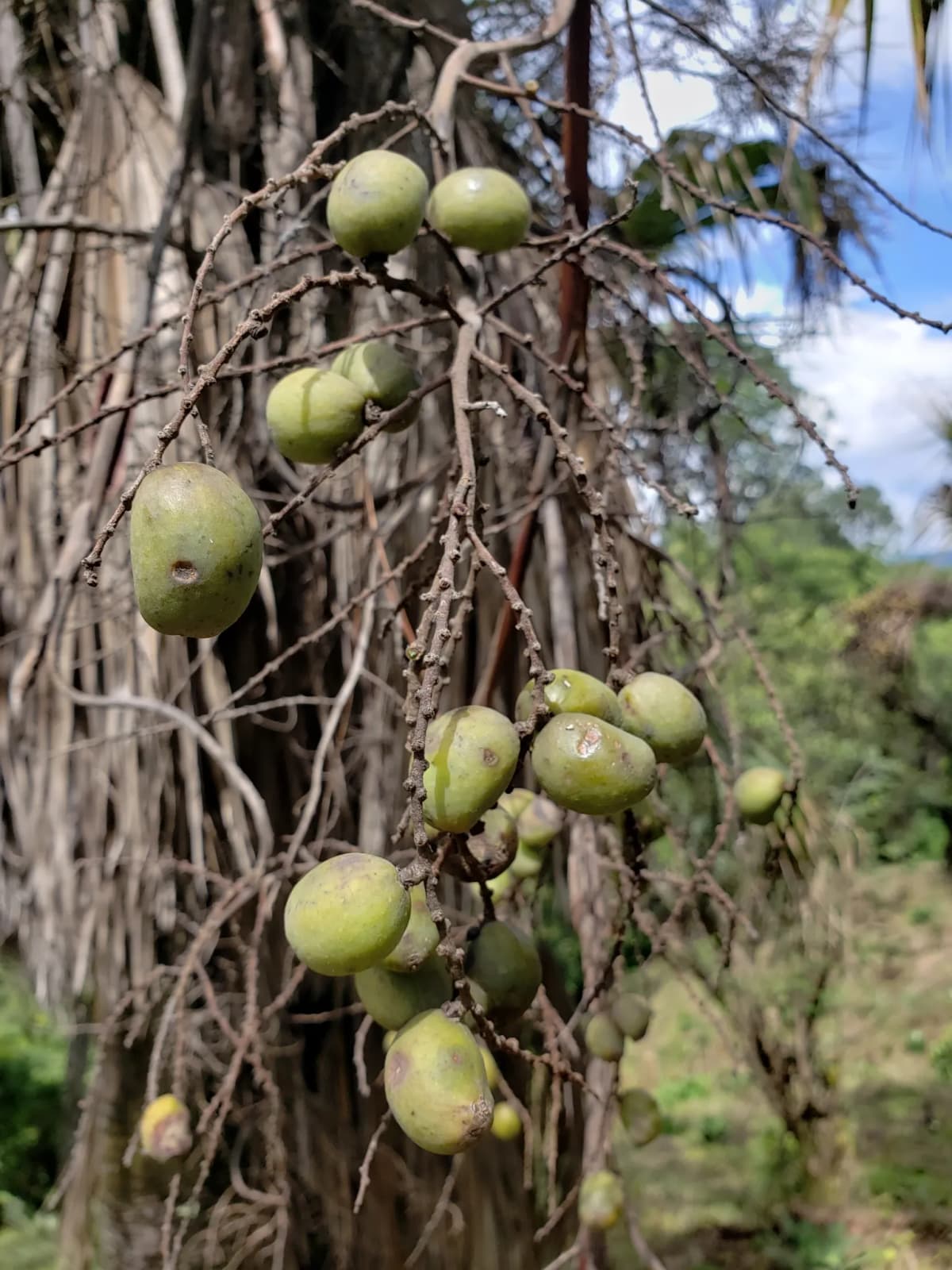 Botanical specimen of Brahea Pimo.