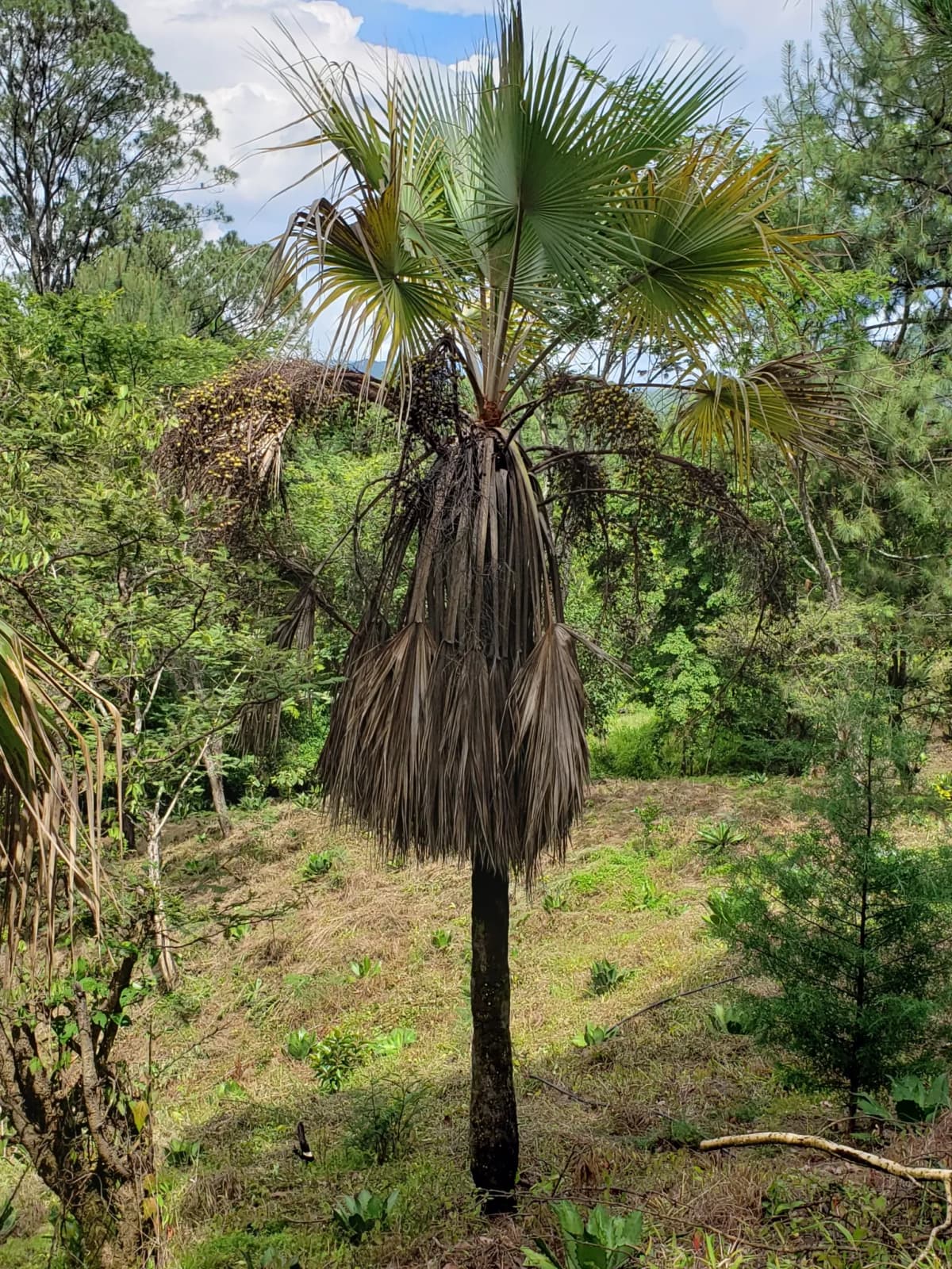 Botanical specimen of Brahea Pimo.