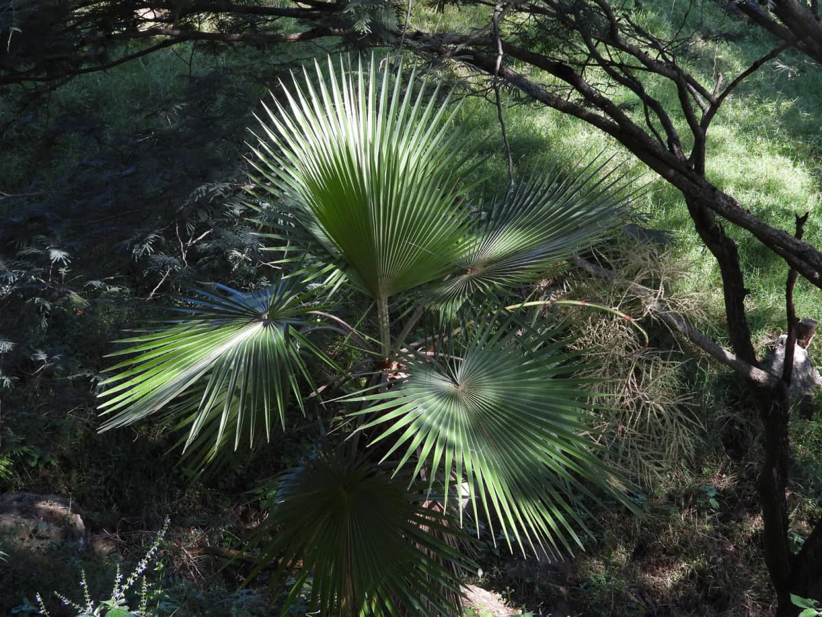 Botanical specimen of Brahea Pimo.