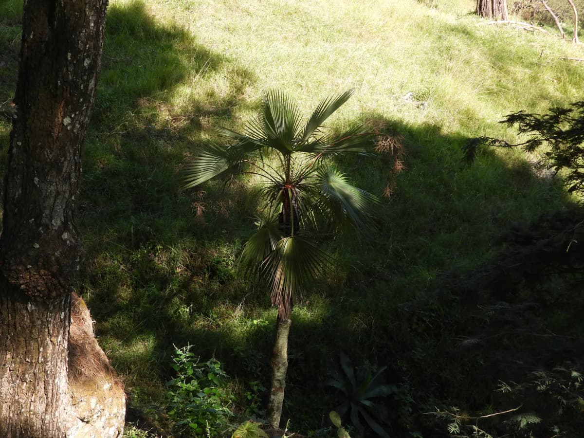 Botanical specimen of Brahea Pimo.