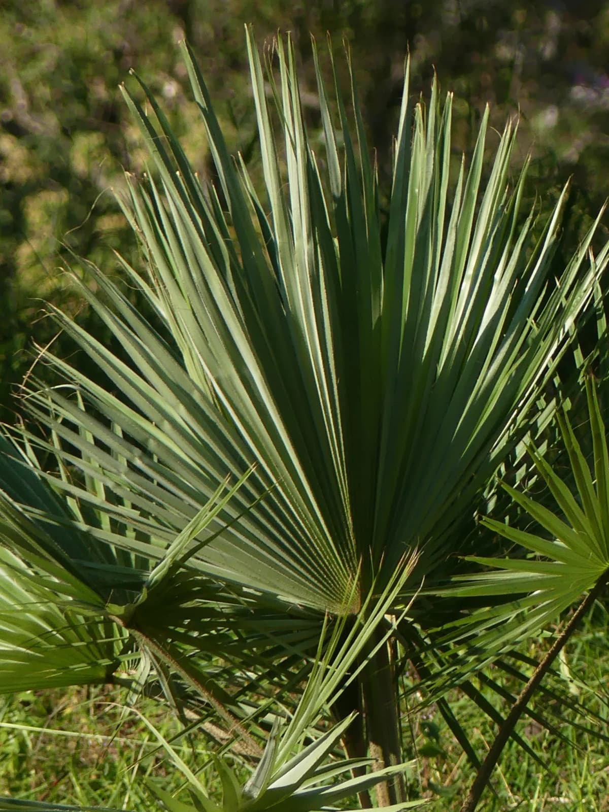 Botanical specimen of Brahea Pimo.