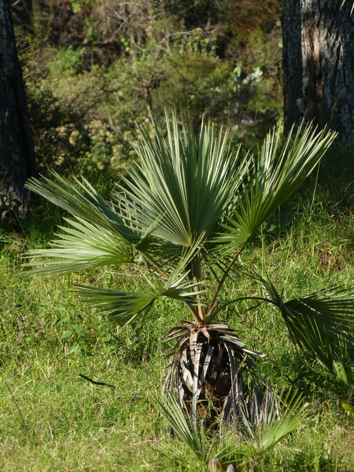 Botanical specimen of Brahea Pimo.