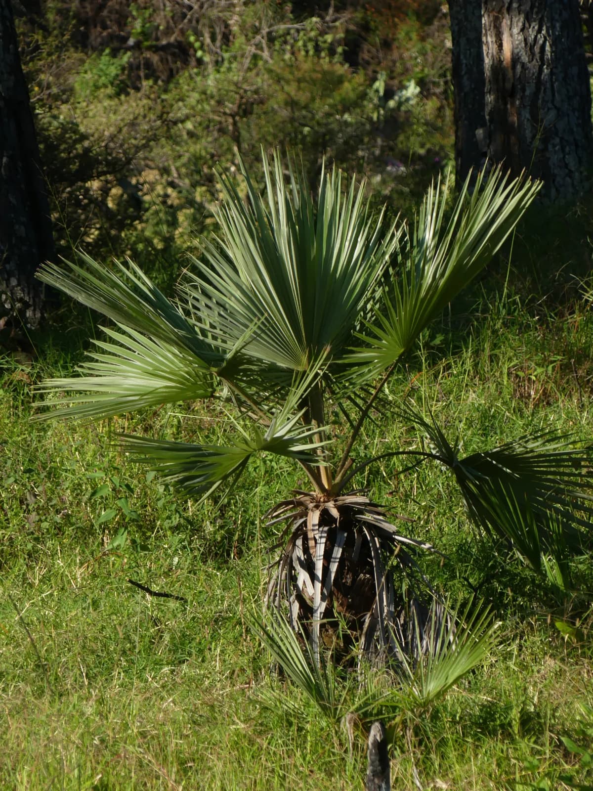 Botanical specimen of Brahea Pimo.