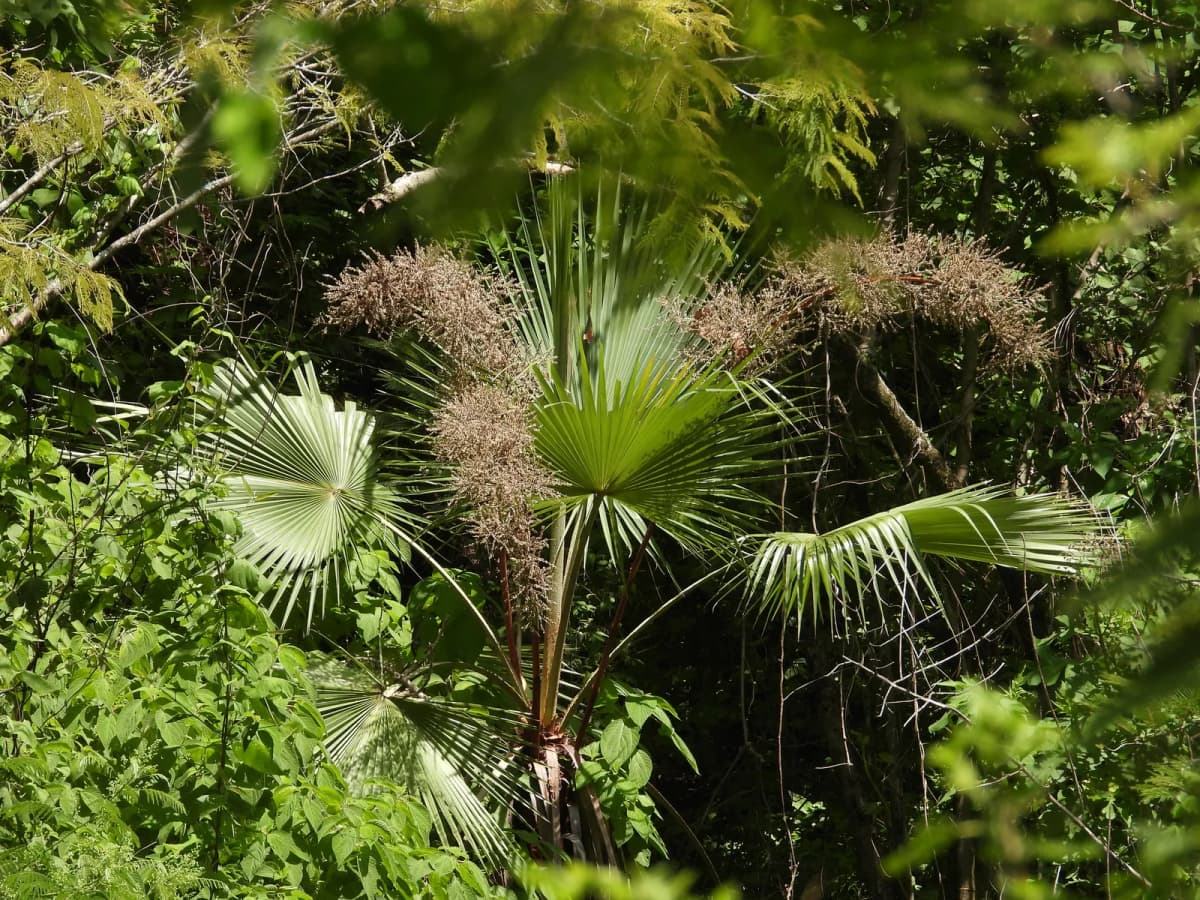 Botanical specimen of Brahea Pimo.