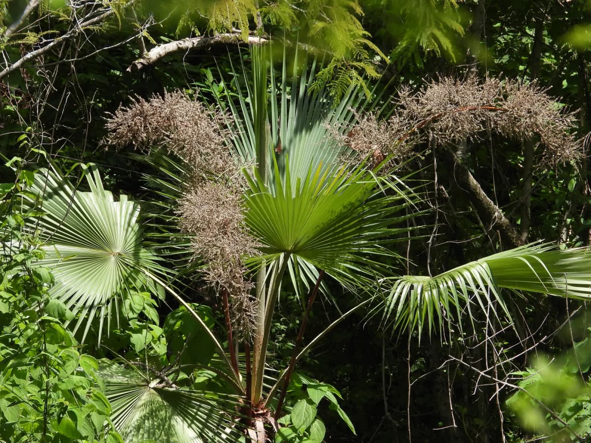 Botanical specimen of Brahea Pimo.