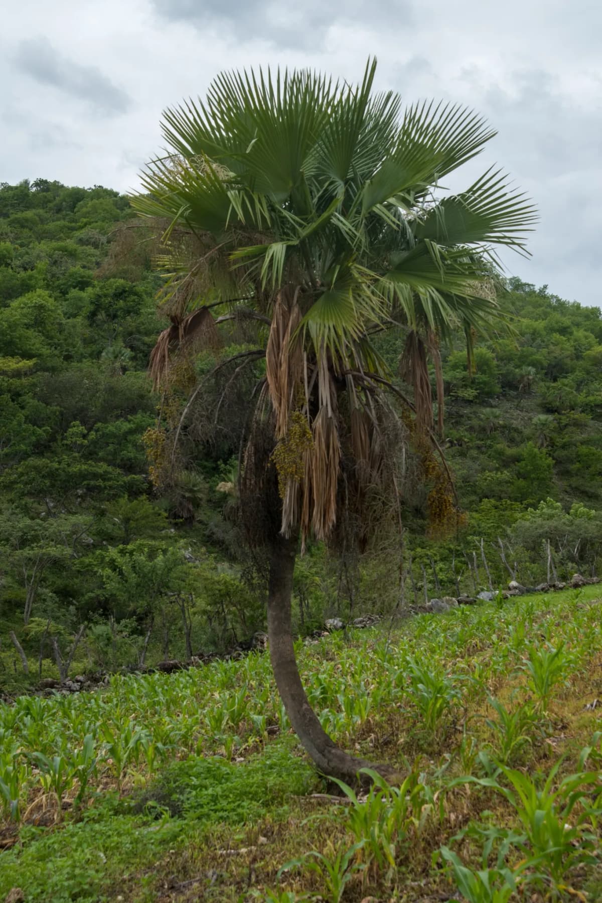 Botanical specimen of Brahea Pimo.