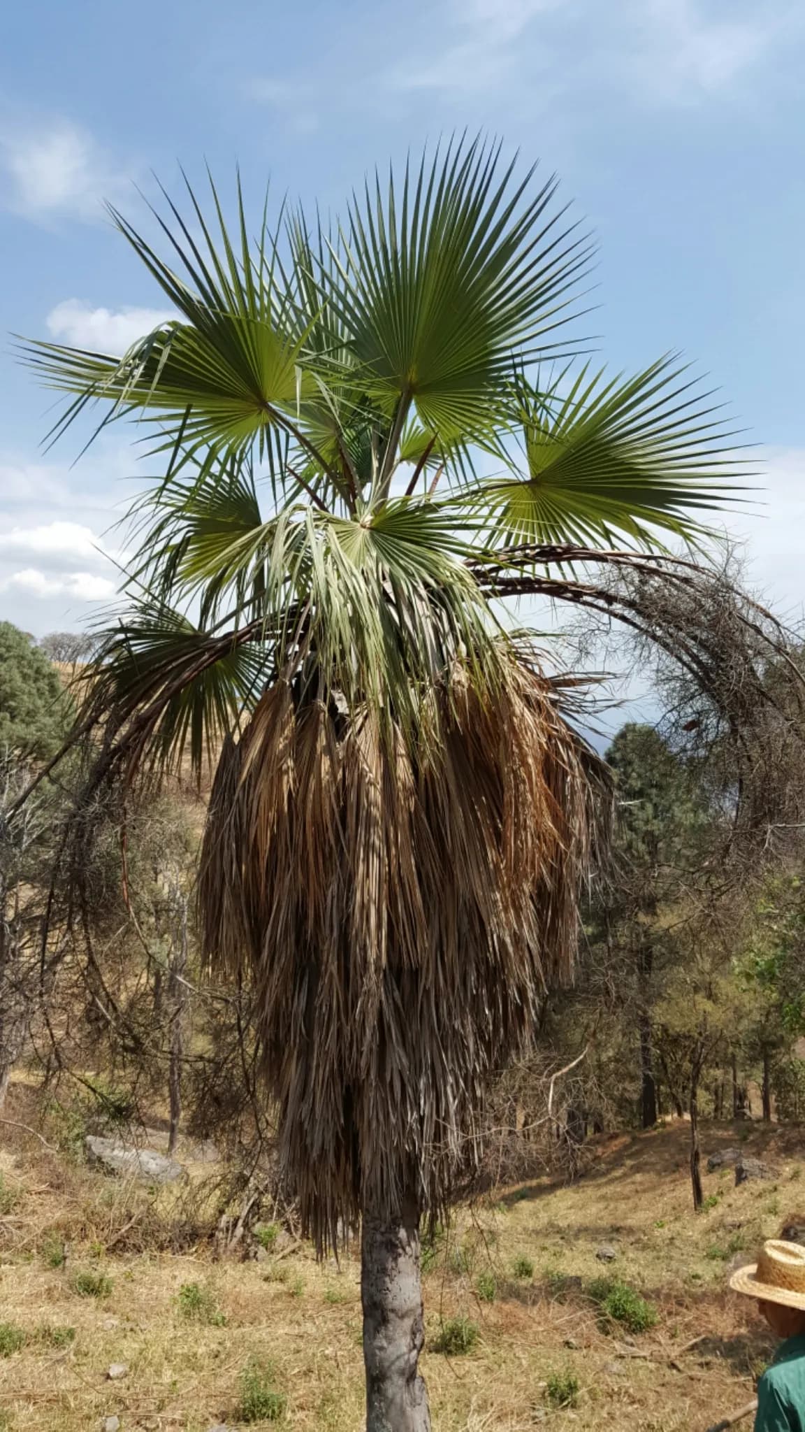 Botanical specimen of Brahea Pimo.