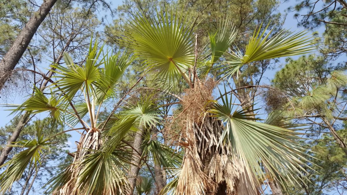Botanical specimen of Brahea Pimo.