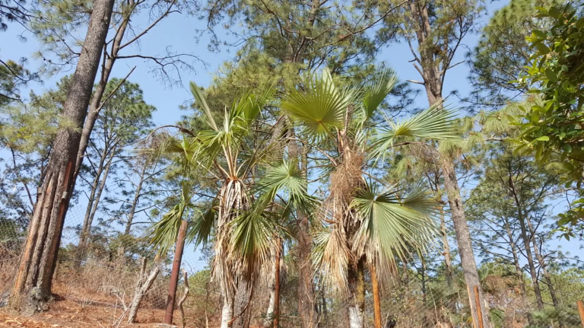 Botanical specimen of Brahea Pimo.