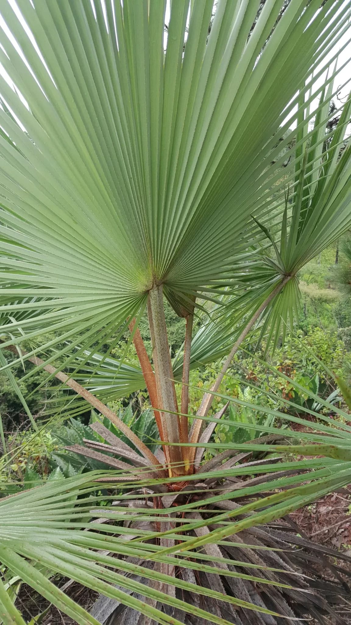 Botanical specimen of Brahea Pimo.