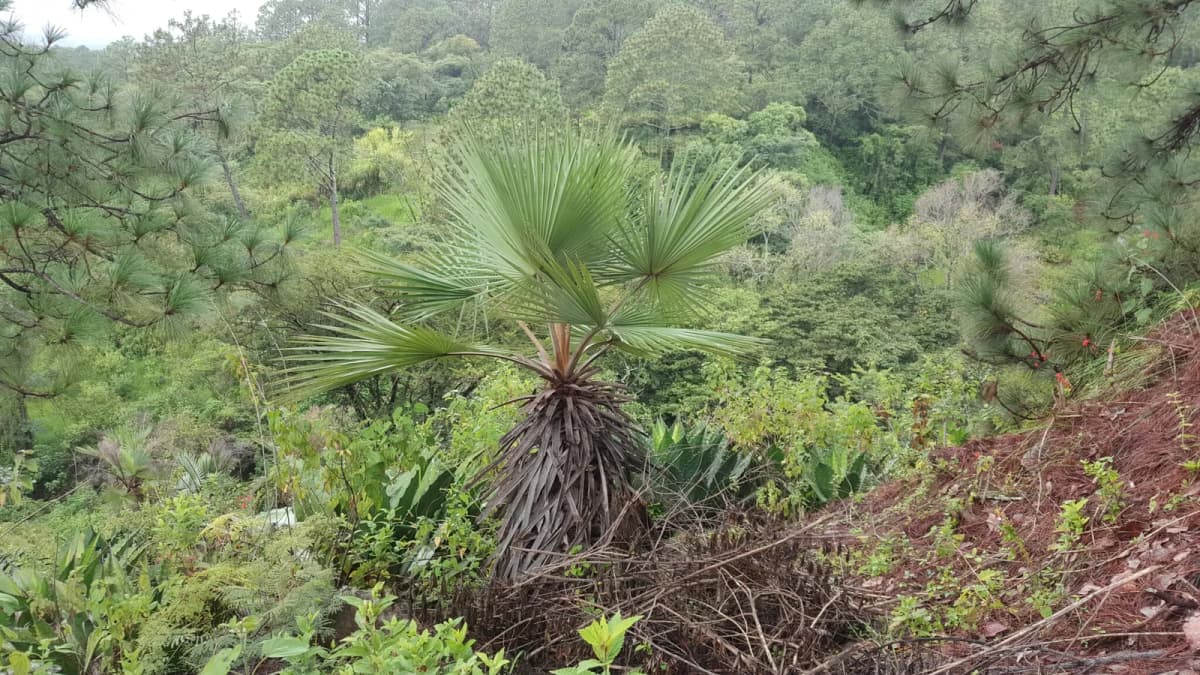 Botanical specimen of Brahea Pimo.