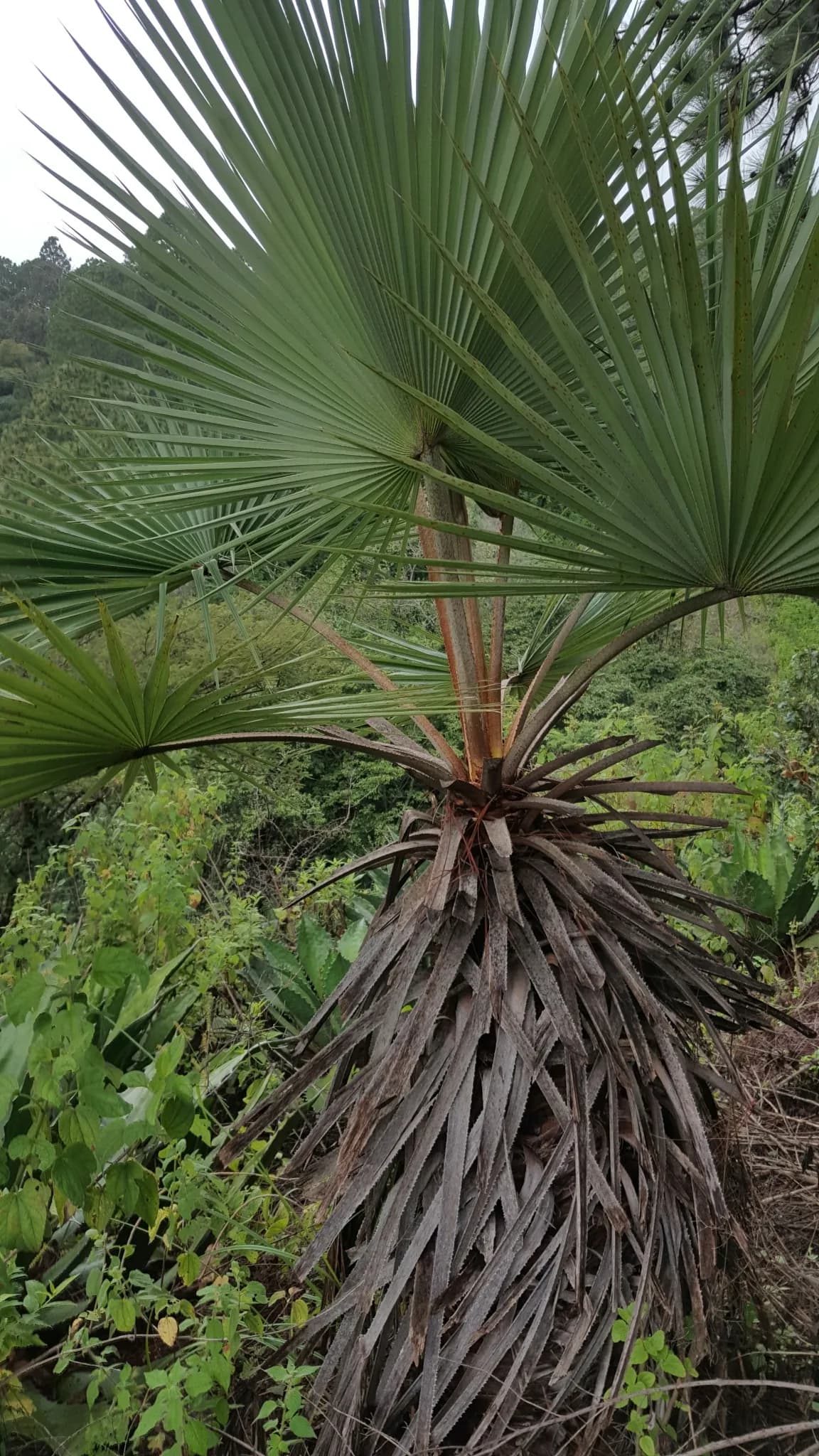 Botanical specimen of Brahea Pimo.