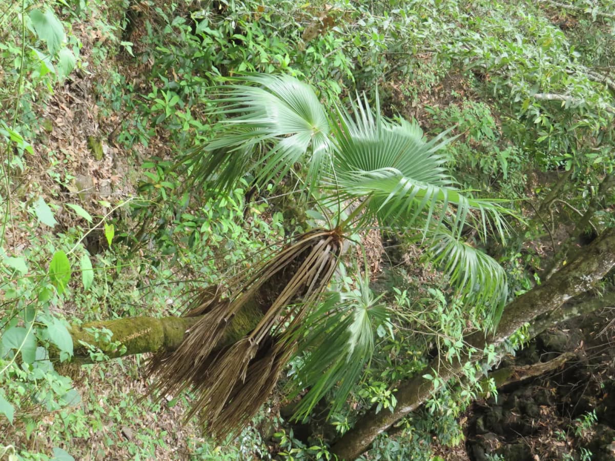 Botanical specimen of Brahea Pimo.