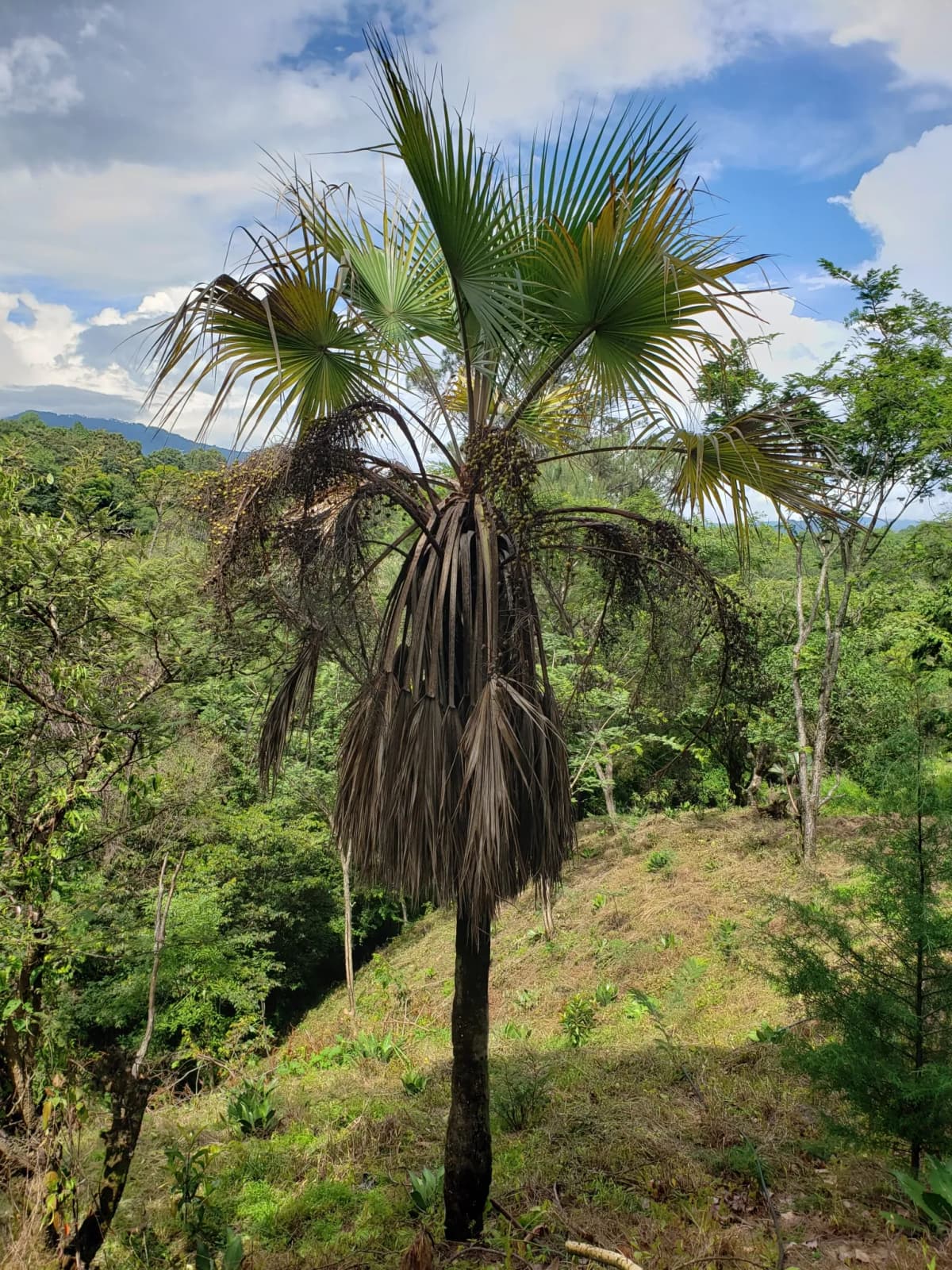 Botanical specimen of Brahea Pimo.
