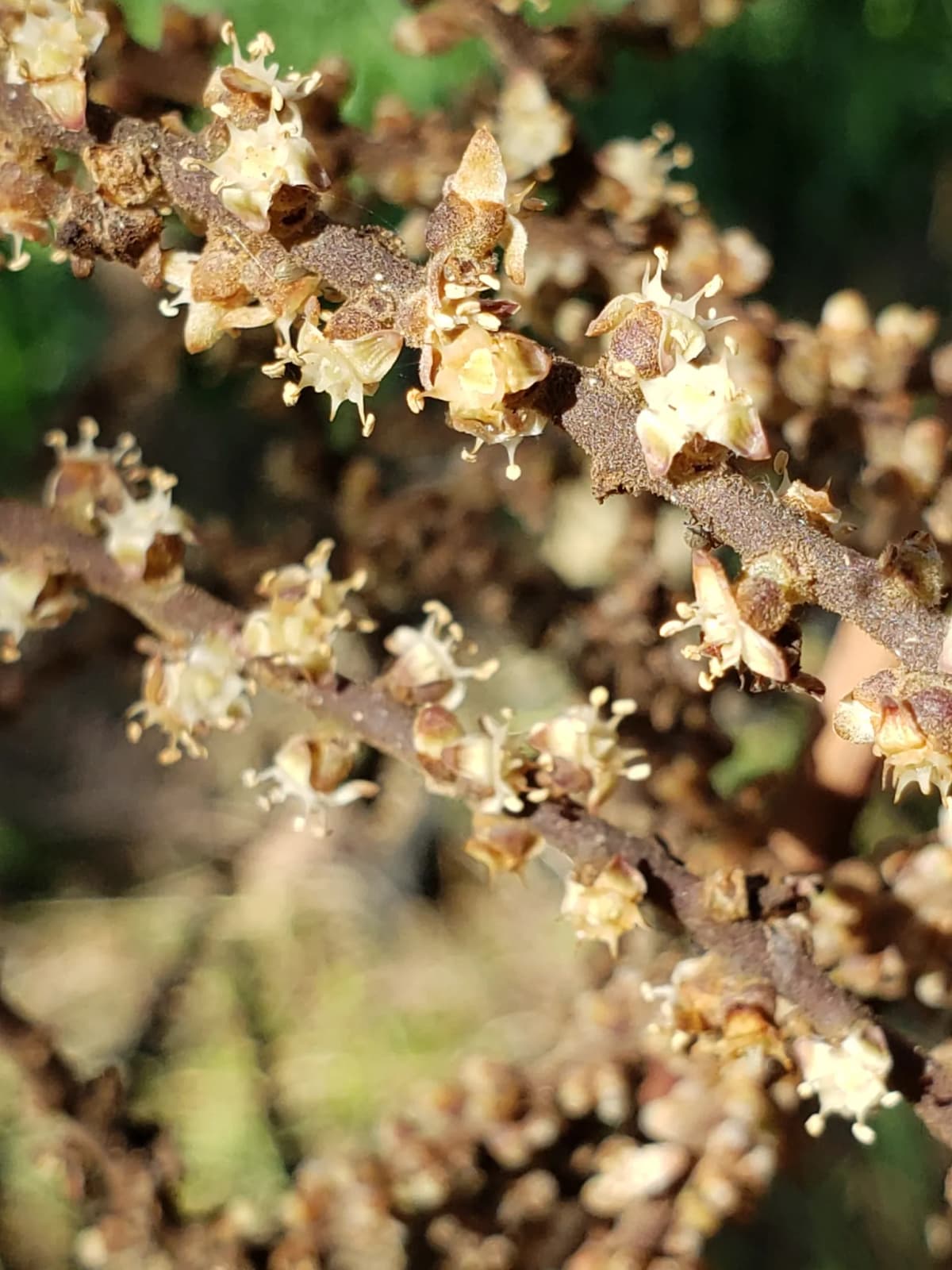 Botanical specimen of Brahea Pimo.