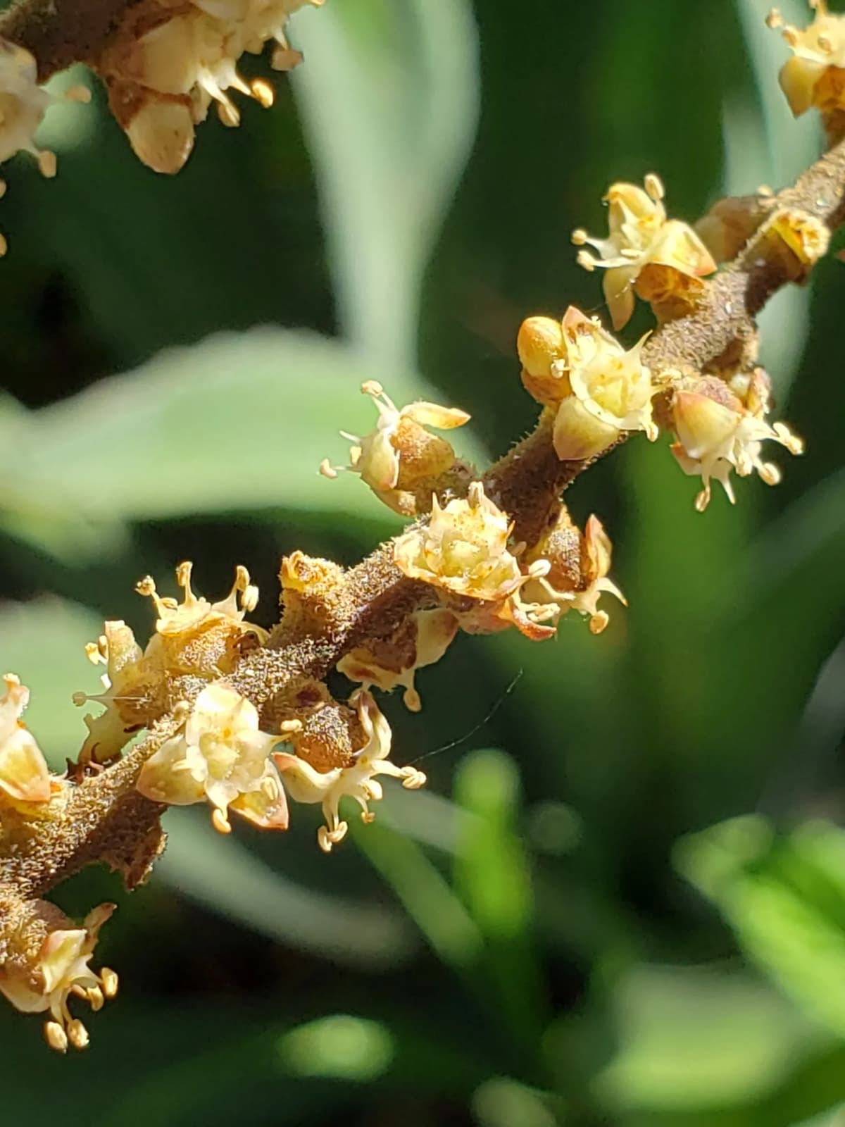 Botanical specimen of Brahea Pimo.