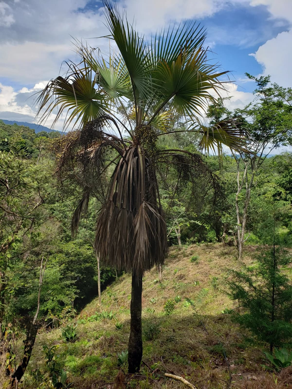 Botanical specimen of Brahea Pimo.