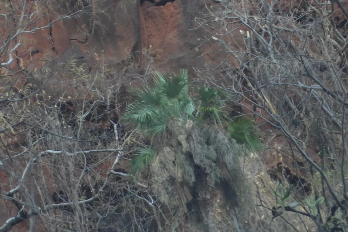 Botanical specimen of Brahea Sarukhanii.