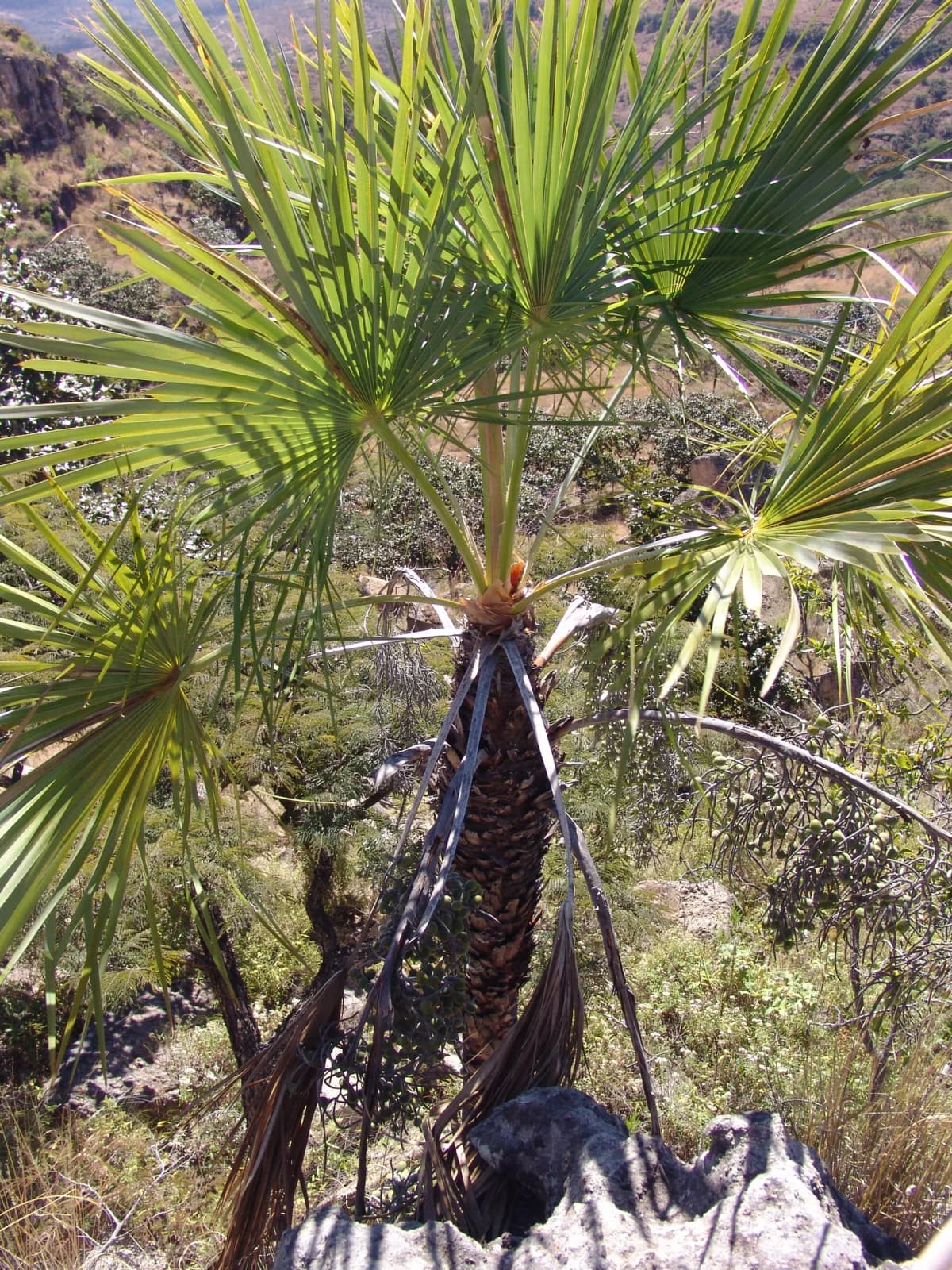 Botanical specimen of Brahea Sarukhanii.