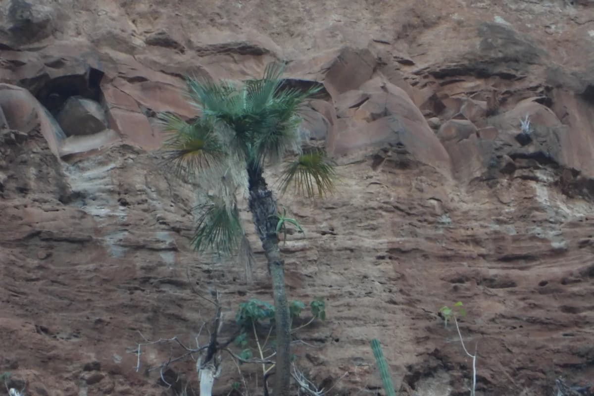 Botanical specimen of Brahea Sarukhanii.