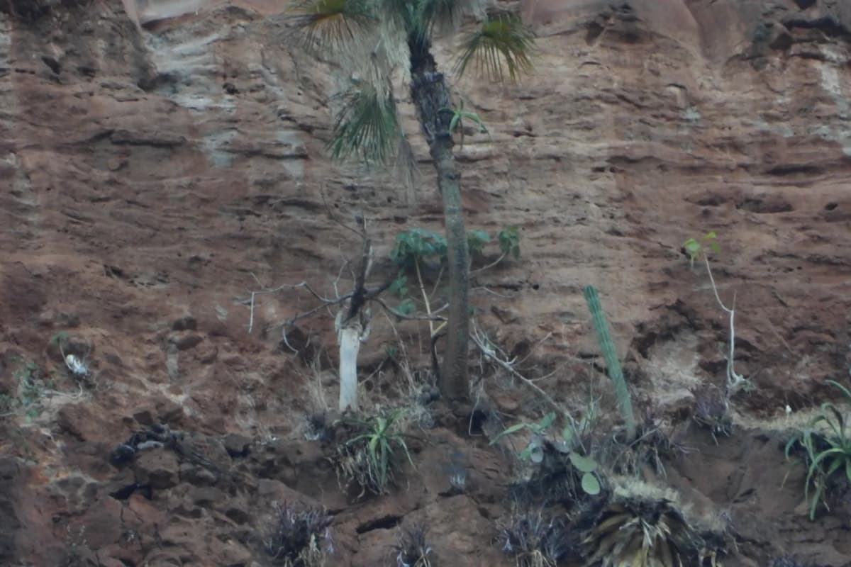 Botanical specimen of Brahea Sarukhanii.