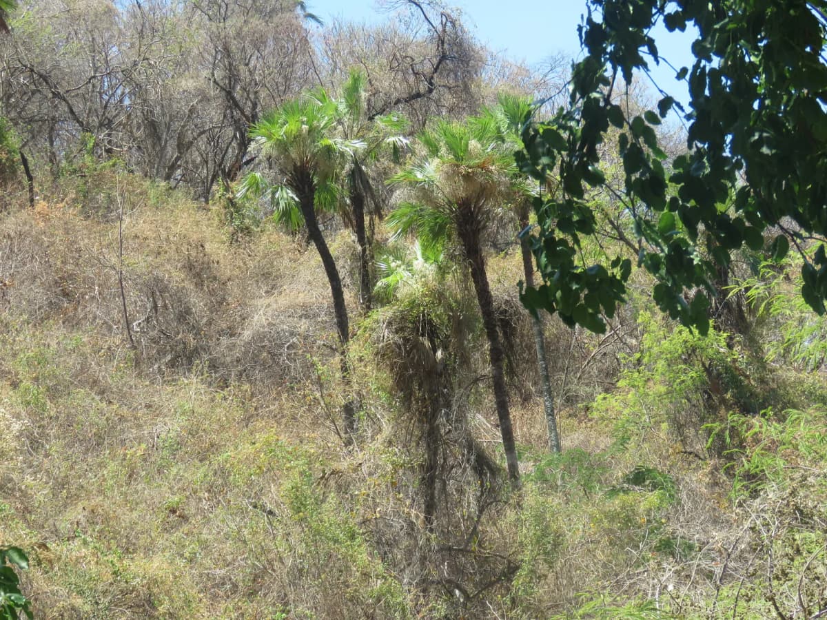 Botanical specimen of Brahea Sarukhanii.