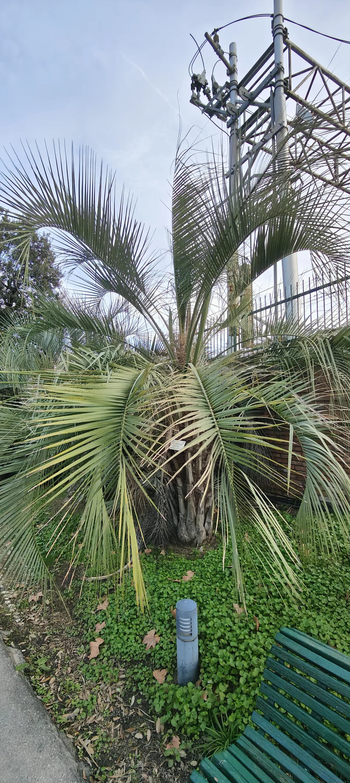 Botanical specimen of Butia Capitata.