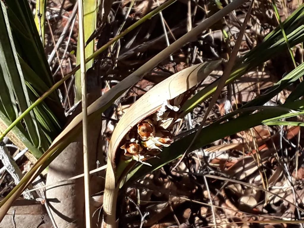 Botanical specimen of Butia Lepidotispatha.